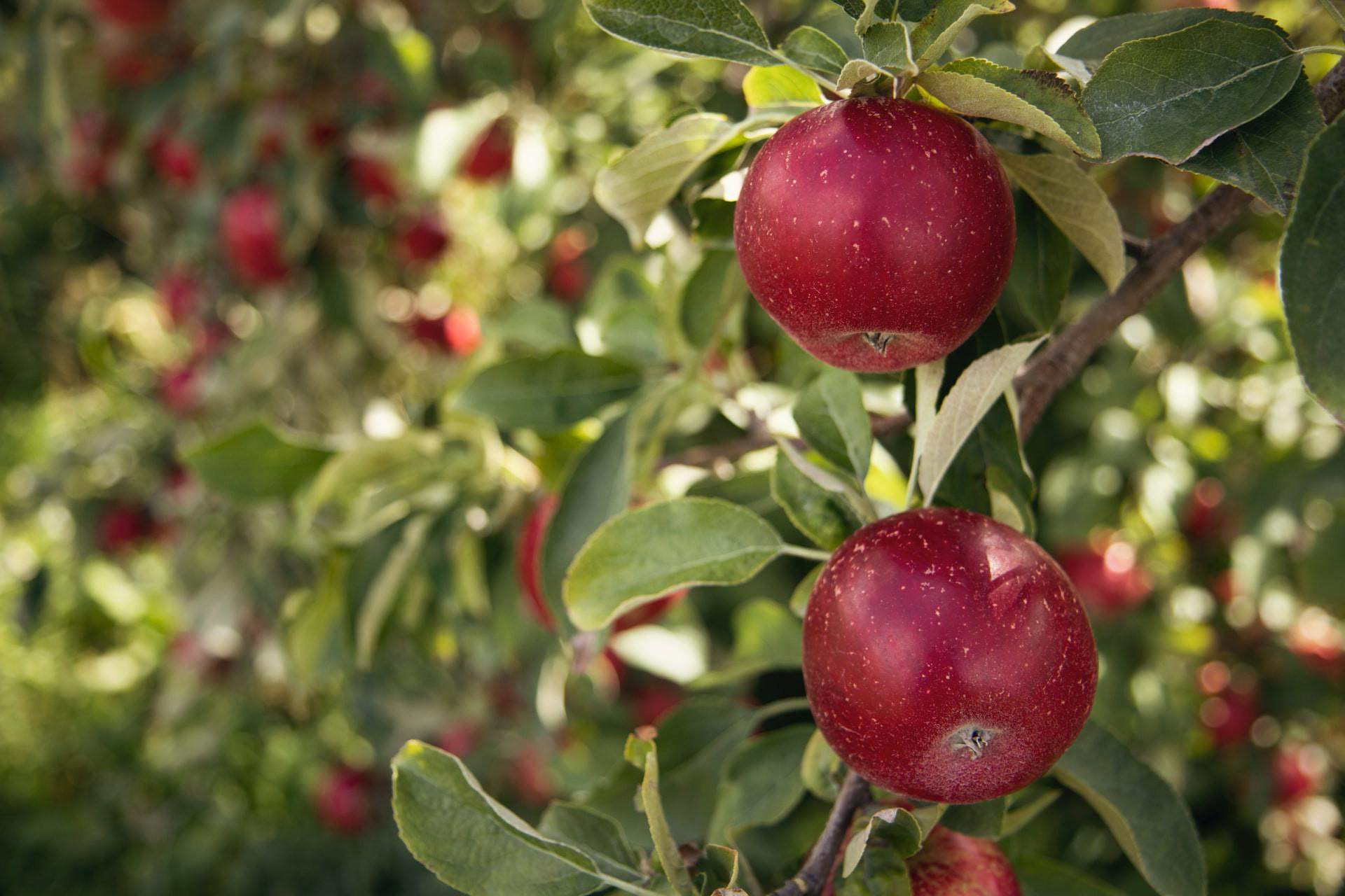 fruitprint jabłka naturalne