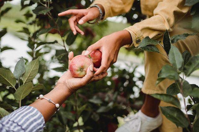 dzielimy się owocami